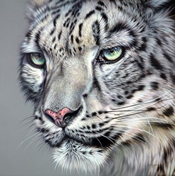 Vigilant by Darryn Eggleton - Original Painting on Box Canvas sized 28x28 inches. Available from Whitewall Galleries